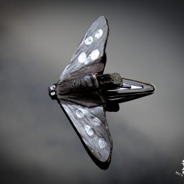 Haarspange Haarclip Falter Insekt Schmetterling Amata phegea Linné Weißfleckwidderchen Echtleder